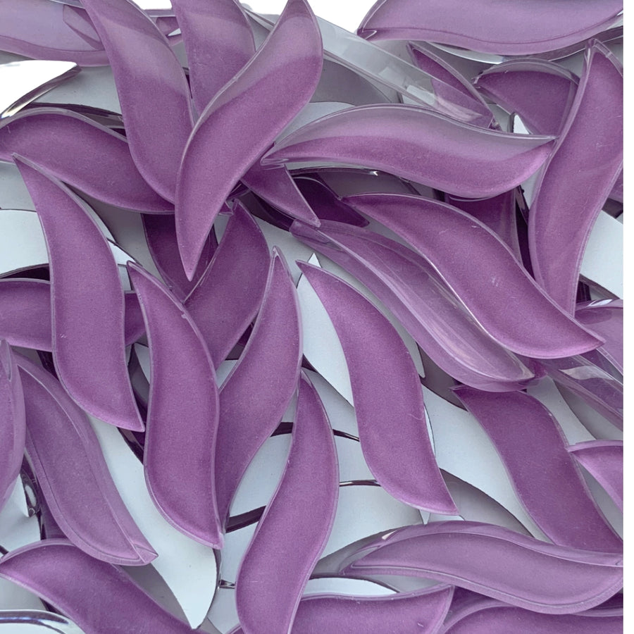 Wavy Petals Orchid