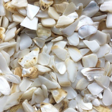 Muszla Perłowa Wielokątna